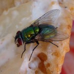 pixabayfly-21152_640
